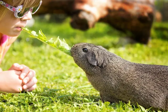 animals guinea pigs 2560x1600 wallpaper Art HD Wallpaper